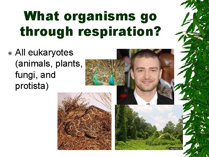 What organisms go through respiration? All eukaryotes (animals, plants, fungi, and protista) 