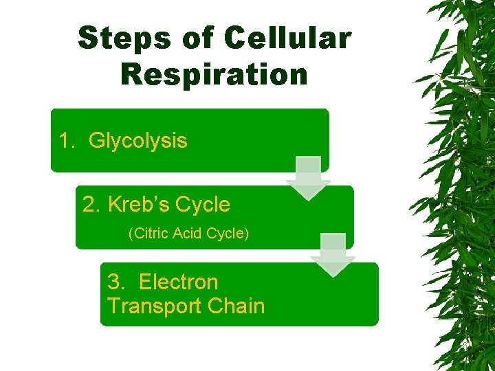 Steps of Cellular Respiration 1. Glycolysis 2. Kreb’s Cycle (Citric Acid Cycle) 3. Electron