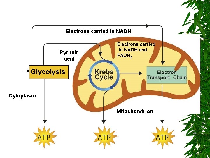 Electrons carried in NADH Pyruvic acid Electrons carried in NADH and FADH 2 Glycolysis
