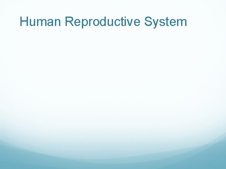 Human Reproductive System 