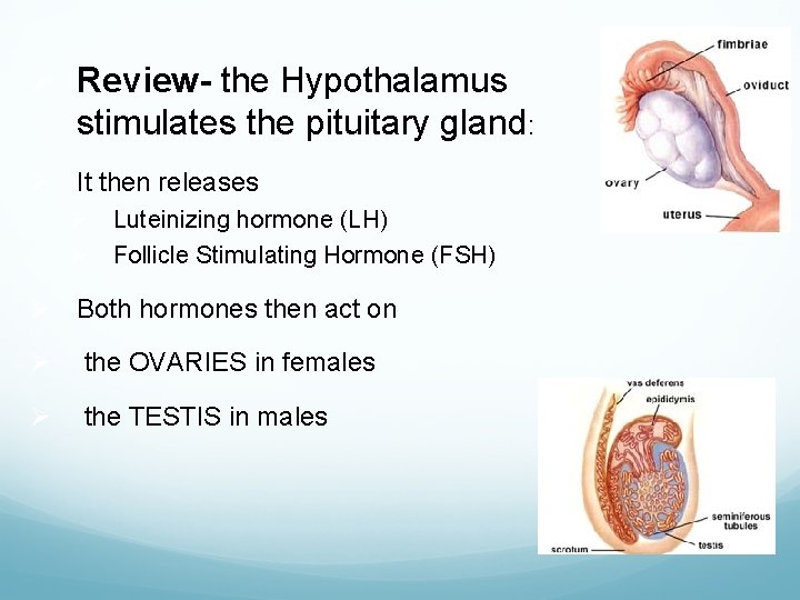 Ø Review- the Hypothalamus stimulates the pituitary gland: Ø It then releases Ø Luteinizing