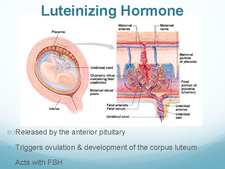 Luteinizing Hormone Released by the anterior pituitary Triggers ovulation & development of the corpus