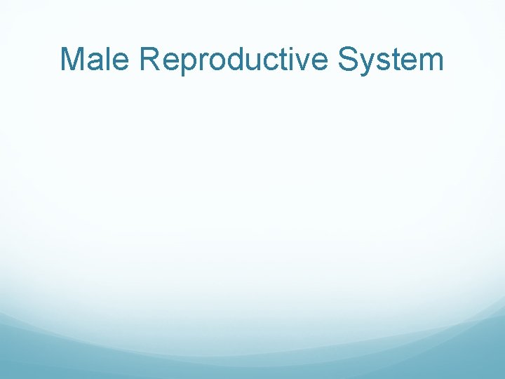 Male Reproductive System 