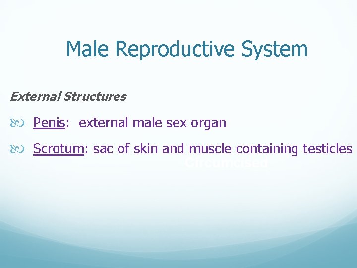 Male Reproductive System External Structures Penis: external male sex organ Scrotum: sac of skin