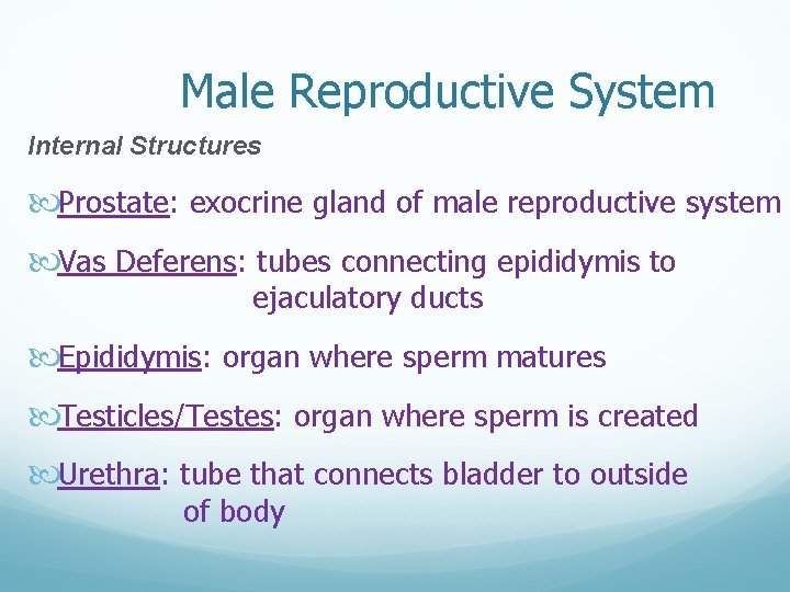 Male Reproductive System Internal Structures Prostate: exocrine gland of male reproductive system Vas Deferens: