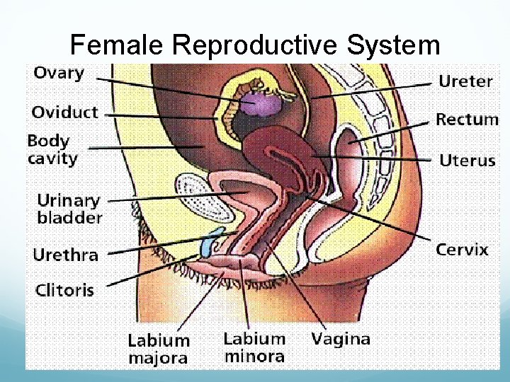 Female Reproductive System 