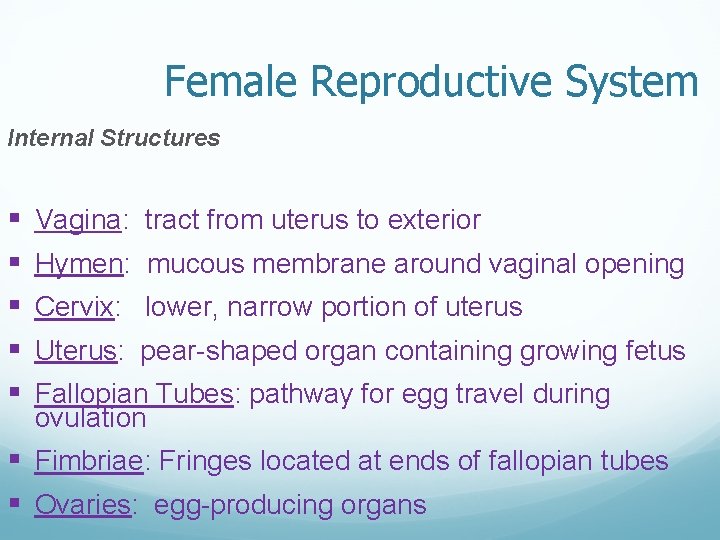 Female Reproductive System Internal Structures § § § Vagina: tract from uterus to exterior