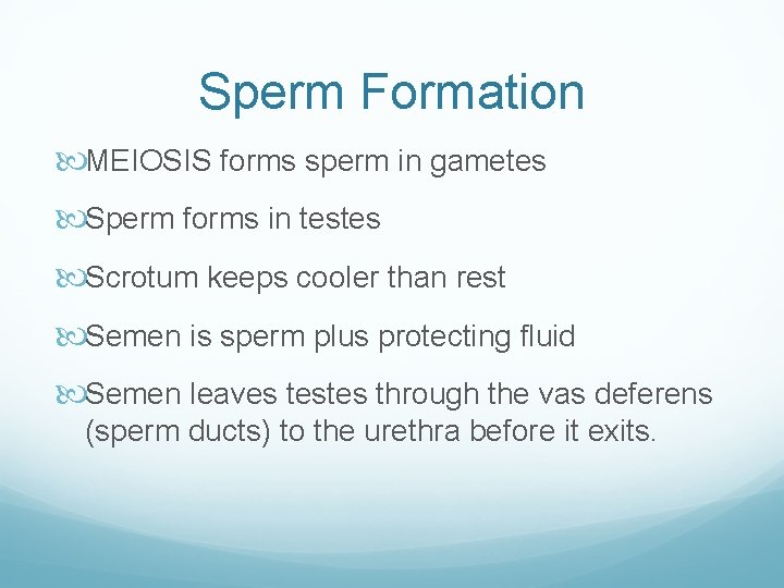 Sperm Formation MEIOSIS forms sperm in gametes Sperm forms in testes Scrotum keeps cooler