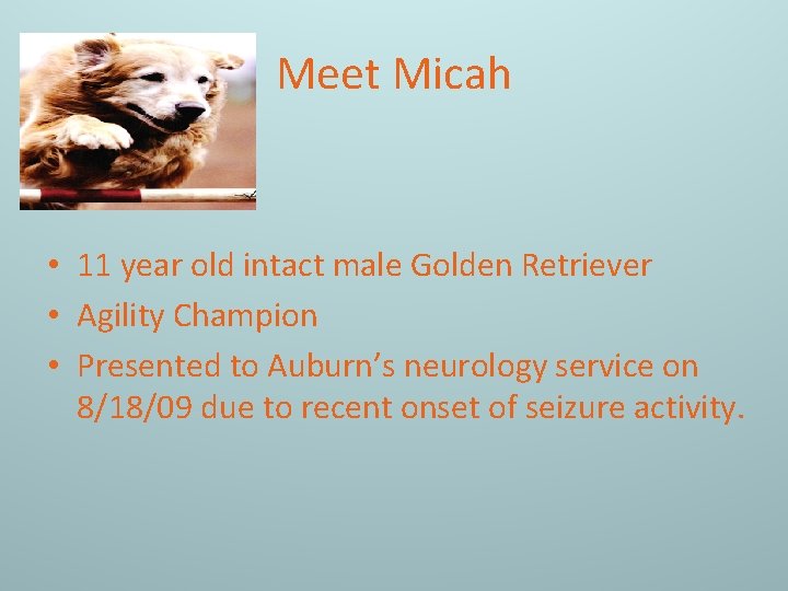 Meet Micah • 11 year old intact male Golden Retriever • Agility Champion •