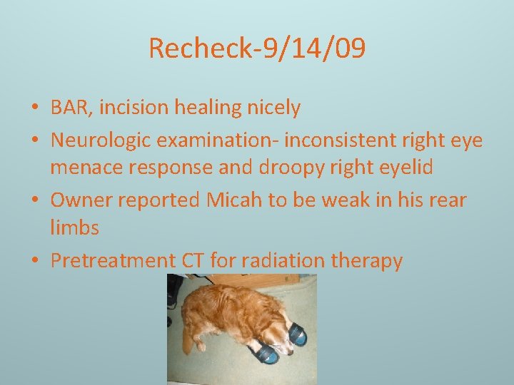 Recheck-9/14/09 • BAR, incision healing nicely • Neurologic examination- inconsistent right eye menace response