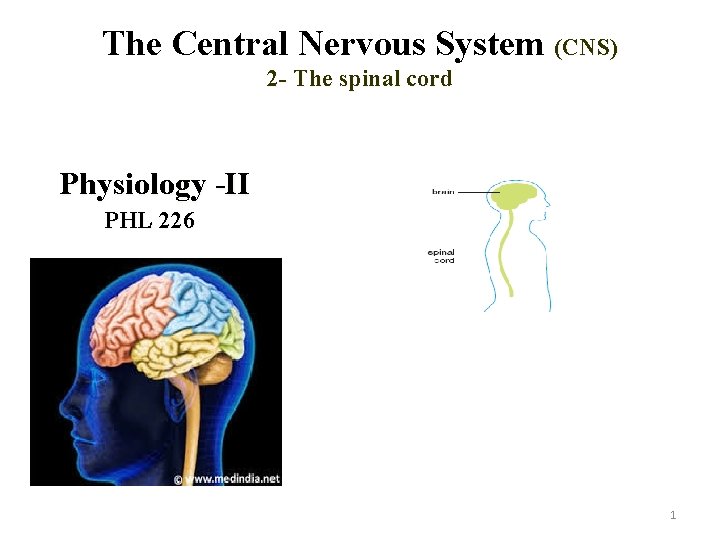 The Central Nervous System CNS 2 The spinal