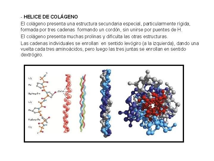 - HELICE DE COLÁGENO El colágeno presenta una estructura secundaria especial, particularmente rígida, formada