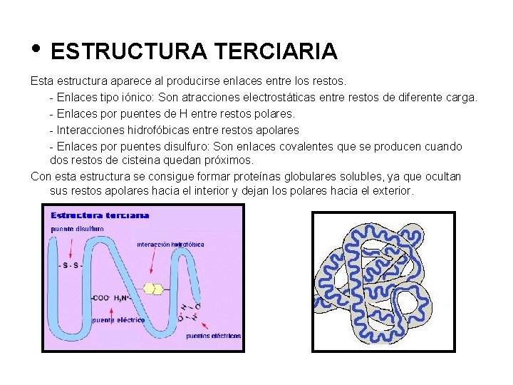  • ESTRUCTURA TERCIARIA Esta estructura aparece al producirse enlaces entre los restos. -