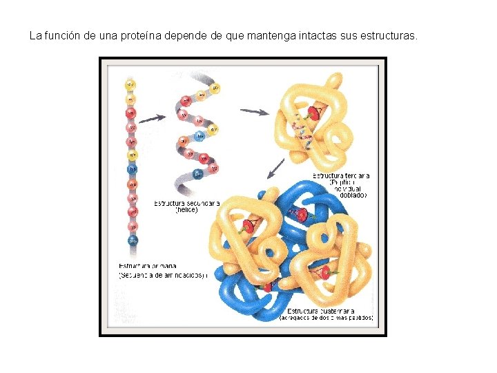 La función de una proteína depende de que mantenga intactas sus estructuras. 