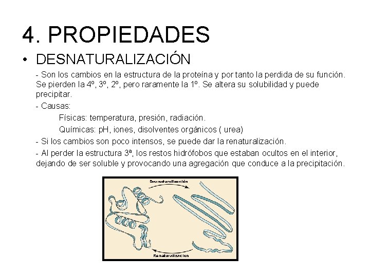 4. PROPIEDADES • DESNATURALIZACIÓN - Son los cambios en la estructura de la proteína