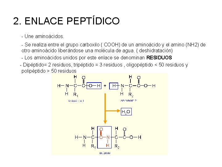 2. ENLACE PEPTÍDICO - Une aminoácidos. - Se realiza entre el grupo carboxilo (