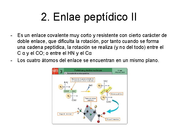 2. Enlae peptídico II - Es un enlace covalente muy corto y resistente con
