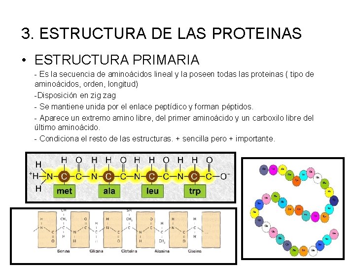 3. ESTRUCTURA DE LAS PROTEINAS • ESTRUCTURA PRIMARIA - Es la secuencia de aminoácidos