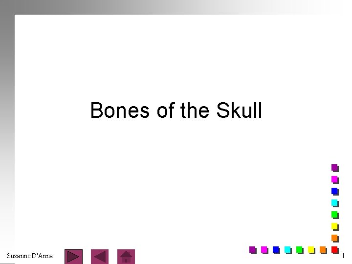 Bones of the Skull Suzanne D'Anna 1 