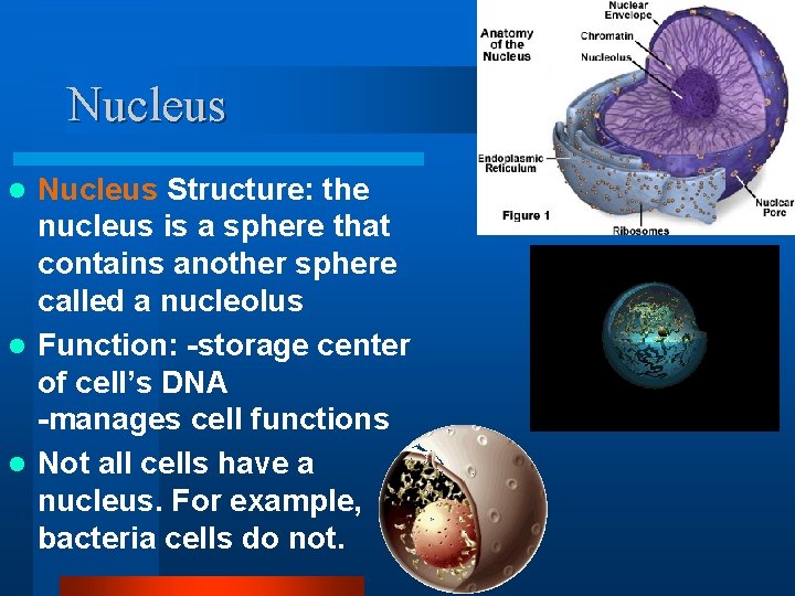 Nucleus Structure: the nucleus is a sphere that contains another sphere called a nucleolus