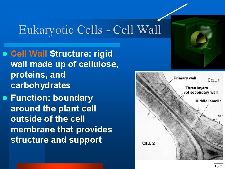Eukaryotic Cells - Cell Wall Structure: rigid wall made up of cellulose, proteins, and