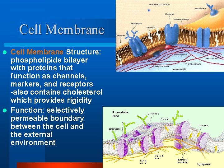 Cell Membrane Structure: phospholipids bilayer with proteins that function as channels, markers, and receptors