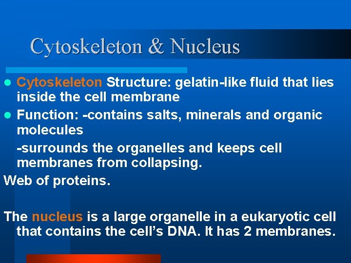 Cytoskeleton & Nucleus Cytoskeleton Structure: gelatin-like fluid that lies inside the cell membrane l