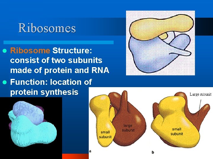 Ribosomes Ribosome Structure: consist of two subunits made of protein and RNA l Function: