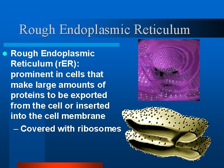 Rough Endoplasmic Reticulum l Rough Endoplasmic Reticulum (r. ER): prominent in cells that make