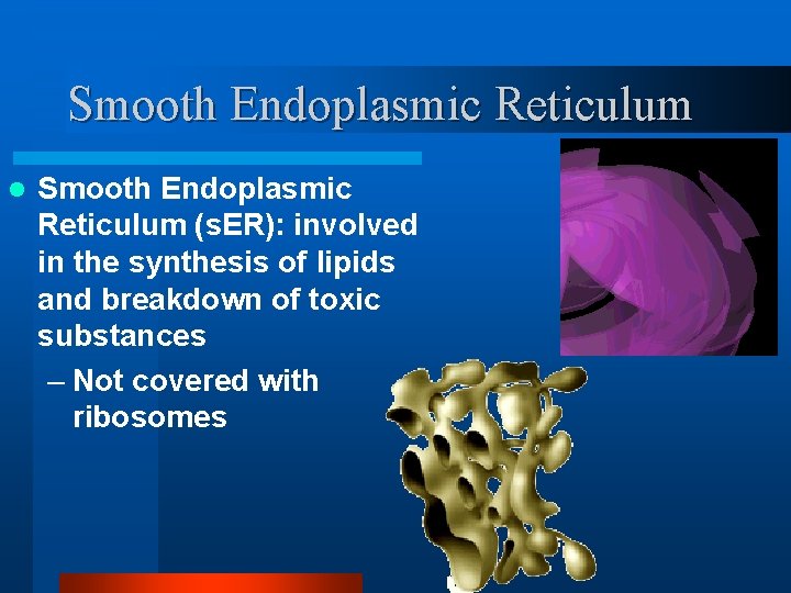 Smooth Endoplasmic Reticulum l Smooth Endoplasmic Reticulum (s. ER): involved in the synthesis of