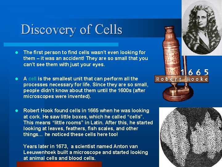 Discovery of Cells l The first person to find cells wasn’t even looking for