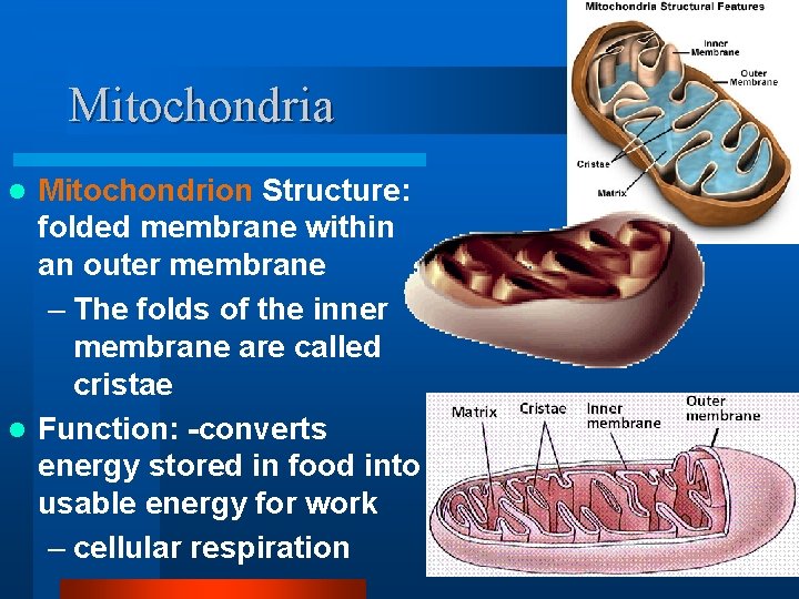 Mitochondria Mitochondrion Structure: folded membrane within an outer membrane – The folds of the