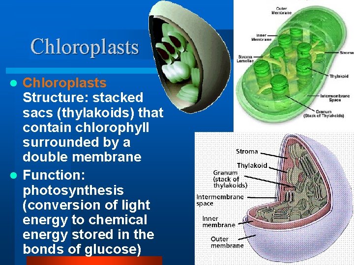 Chloroplasts Structure: stacked sacs (thylakoids) that contain chlorophyll surrounded by a double membrane l