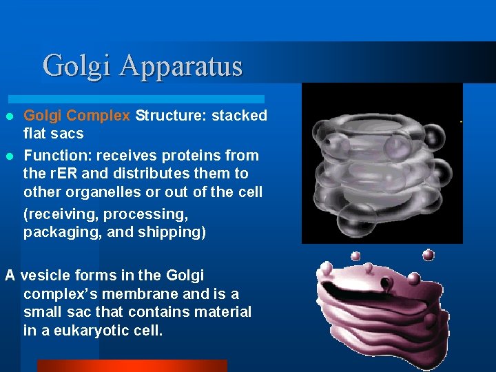 Golgi Apparatus Golgi Complex Structure: stacked flat sacs l Function: receives proteins from the