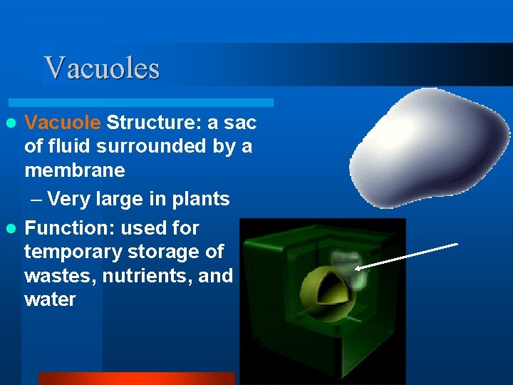 Vacuoles Vacuole Structure: a sac of fluid surrounded by a membrane – Very large