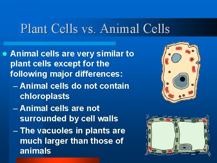 Plant Cells vs. Animal Cells l Animal cells are very similar to plant cells