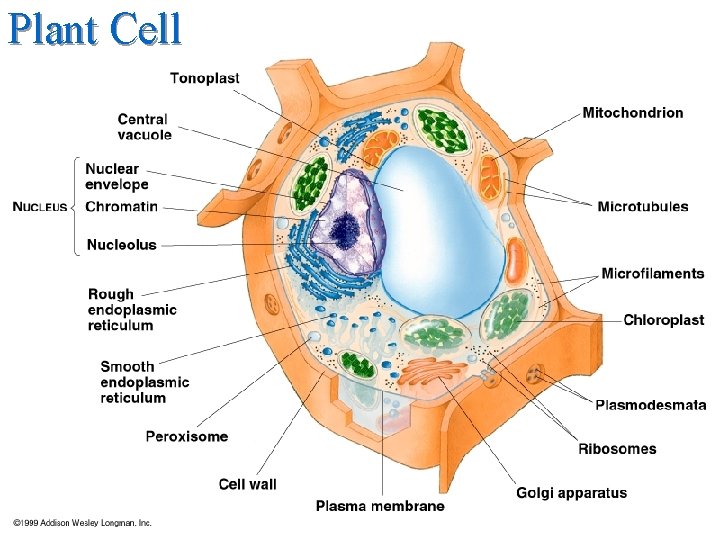 Plant Cell 