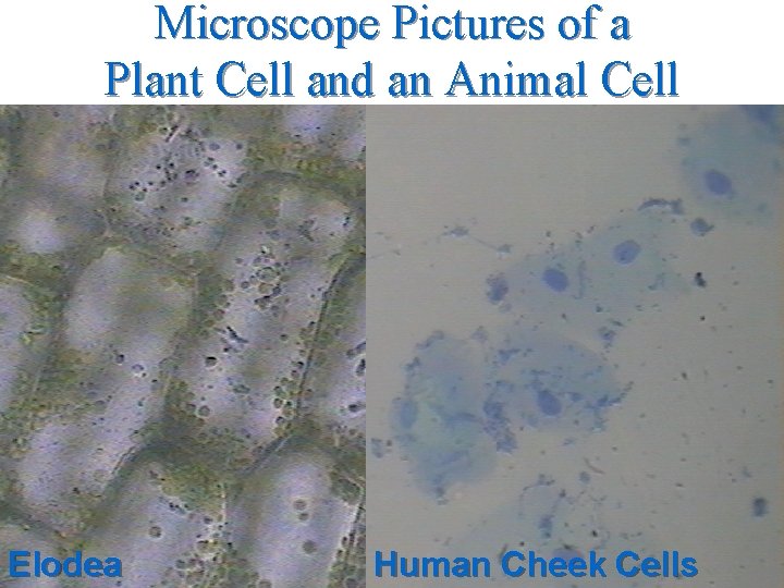 Microscope Pictures of a Plant Cell and an Animal Cell Elodea Human Cheek Cells