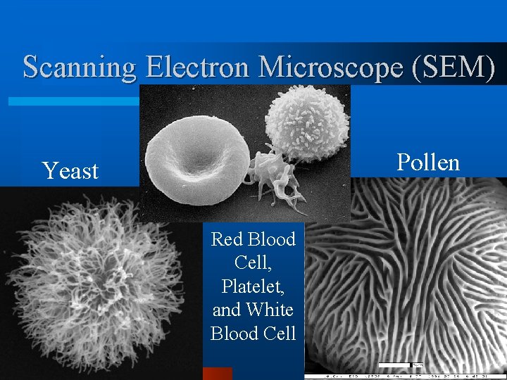 Scanning Electron Microscope (SEM) Pollen Yeast Red Blood Cell, Platelet, and White Blood Cell