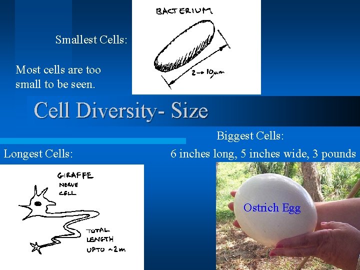 Smallest Cells: Most cells are too small to be seen. Cell Diversity- Size Longest