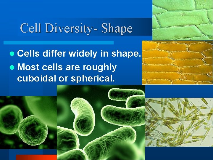 Cell Diversity- Shape l Cells differ widely in shape. l Most cells are roughly