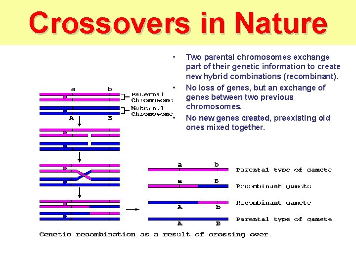 Crossovers in Nature • • • Two parental chromosomes exchange part of their genetic