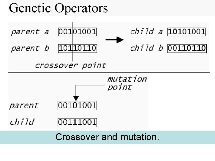 Crossover and mutation. 