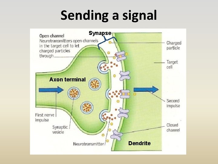 Sending a signal Synapse Axon terminal Dendrite 