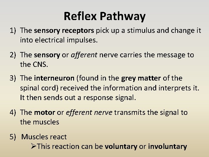 Reflex Pathway 1) The sensory receptors pick up a stimulus and change it into