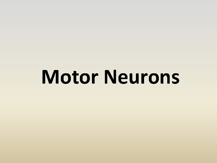 Motor Neurons 
