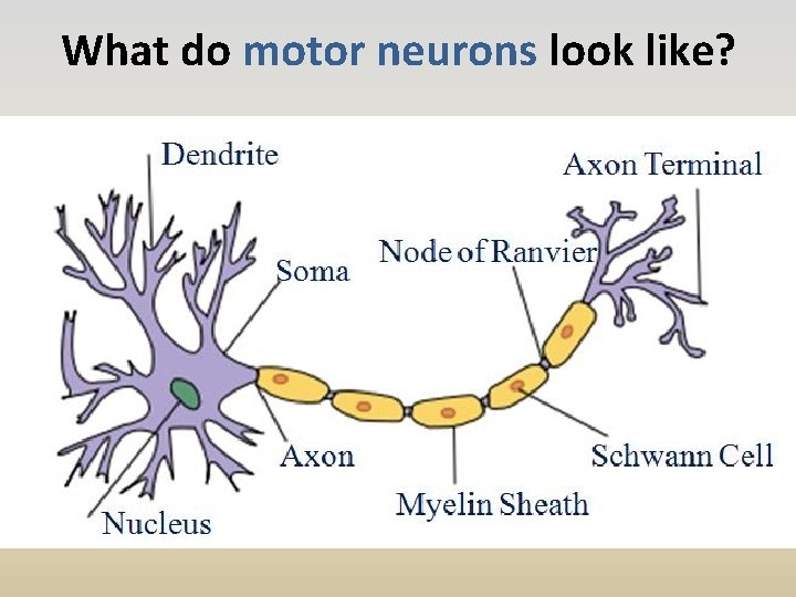 What do motor neurons look like? 