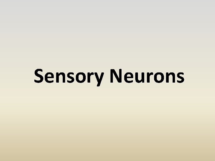 Sensory Neurons 