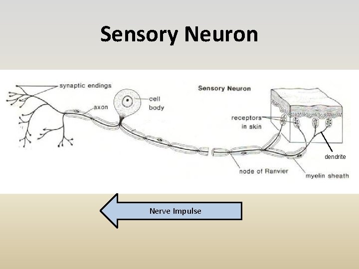 Sensory Neuron dendrite Nerve Impulse 