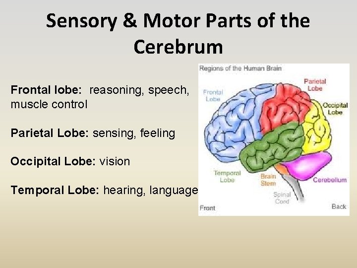 Sensory & Motor Parts of the Cerebrum Frontal lobe: reasoning, speech, muscle control Parietal